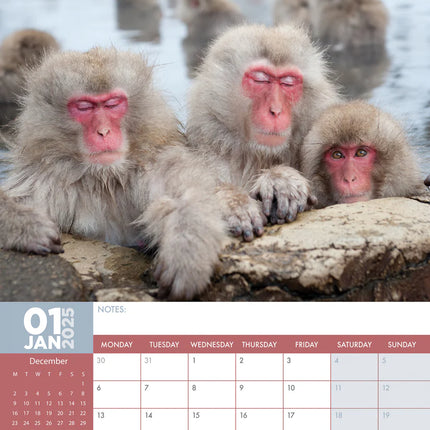 CalendarsRUs Apen A3 Kalender 2025