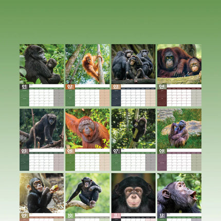 CalendarsRUs Apen A3 Kalender 2025