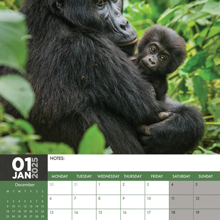 CalendarsRUs Apen A3 Kalender 2025