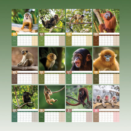 CalendarsRUs Apen A3 Kalender 2026