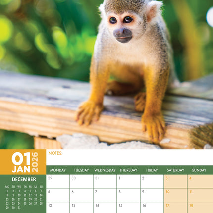 CalendarsRUs Apen A3 Kalender 2026