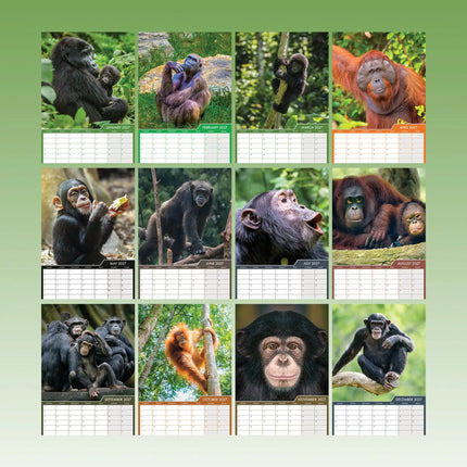 CalendarsRUs Apen A3 Kalender 2027