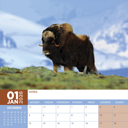 CalendarsRUs Arctic Animals A3 Kalender 2026