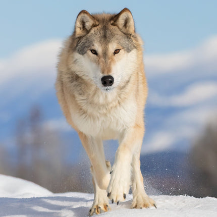 CalendarsRUs Arctic Animals A3 Kalender 2026
