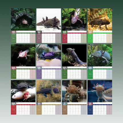 CalendarsRUs Axolotl A3 Kalender 2026