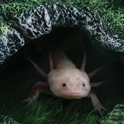 CalendarsRUs Axolotl A3 Kalender 2026
