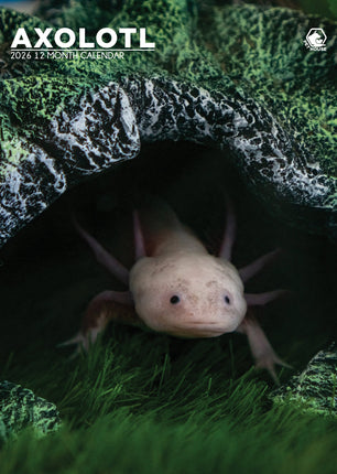 CalendarsRUs Axolotl A3 Kalender 2026
