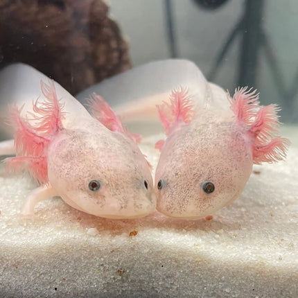 CalendarsRUs Axolotl A3 Kalender 2027