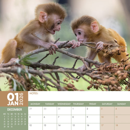 CalendarsRUs Baby Dieren A3 Kalender 2026