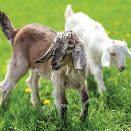 CalendarsRUs Baby Dieren Kalender 2026