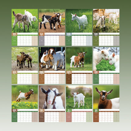 CalendarsRUs Baby Geiten A3 Kalender 2026