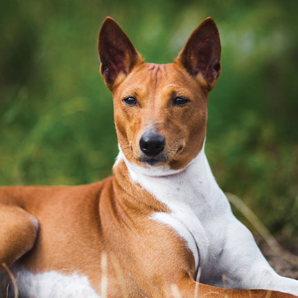 CalendarsRUs Basenji A3 Kalender 2026
