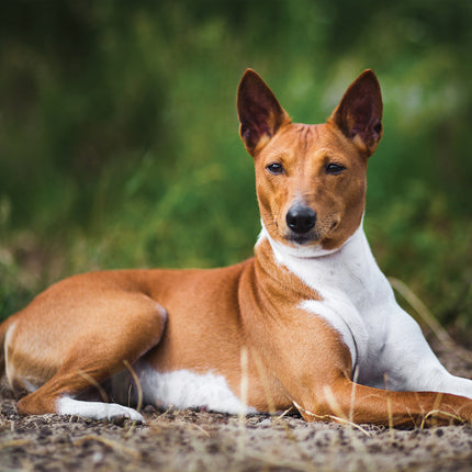 CalendarsRUs Basenji Kalender 2026