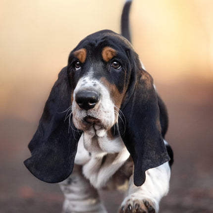 CalendarsRUs Basset Hound A3 Kalender 2025