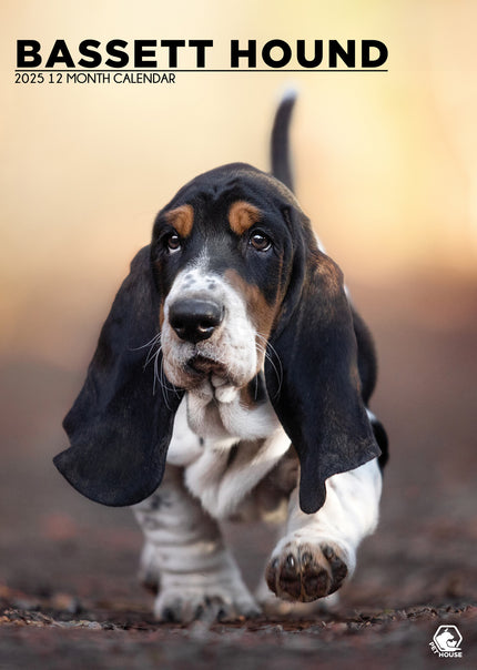 CalendarsRUs Basset Hound A3 Kalender 2025