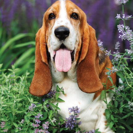 CalendarsRUs Basset Hound A3 Kalender 2027