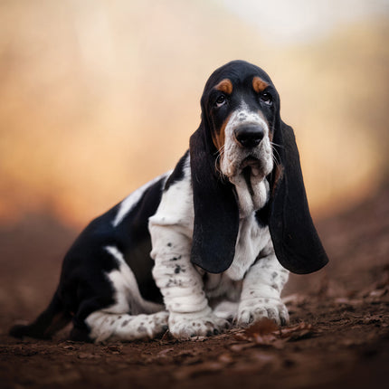 CalendarsRUs Basset Hound Kalender 2026