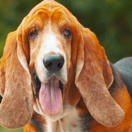 CalendarsRUs Basset Hound Slimline Kalender 2026