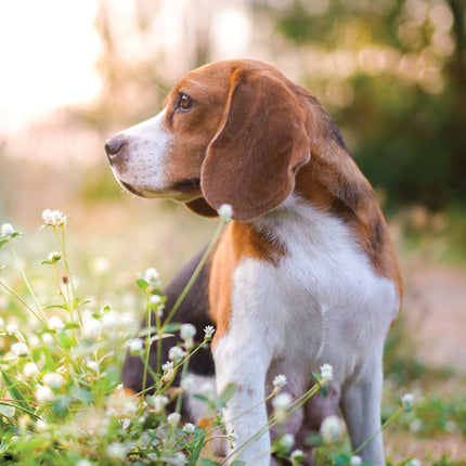 CalendarsRUs Beagle A3 Kalender 2026