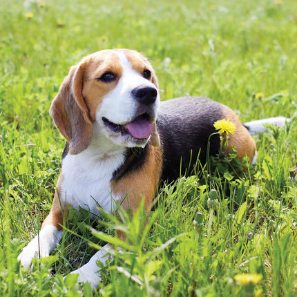 CalendarsRUs Beagle A3 Kalender 2027