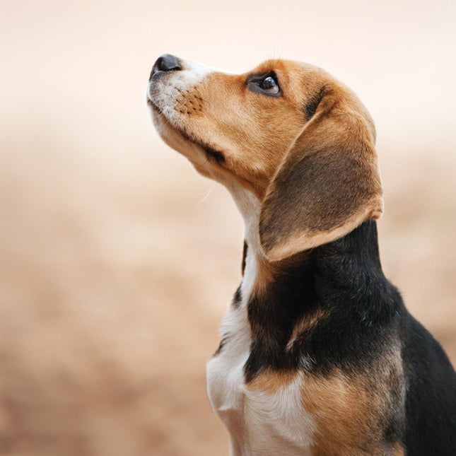 CalendarsRUs Beagle Kalender 2026