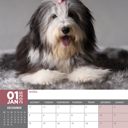 CalendarsRUs Bearded Collie A3 Kalender 2026
