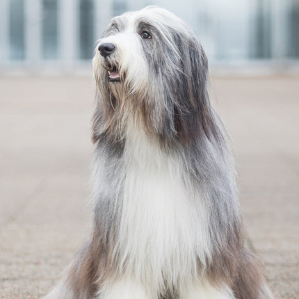 CalendarsRUs Bearded Collie A3 Kalender 2026