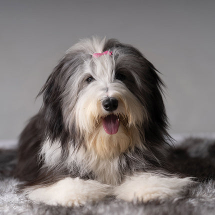 CalendarsRUs Bearded Collie Kalender 2026