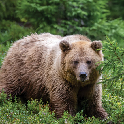 CalendarsRUs Beren A3 Kalender 2026