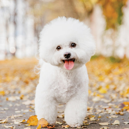CalendarsRUs Bichon Frise A3 Kalender 2025