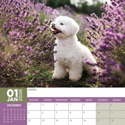 CalendarsRUs Bichon Frise A3 Kalender 2026