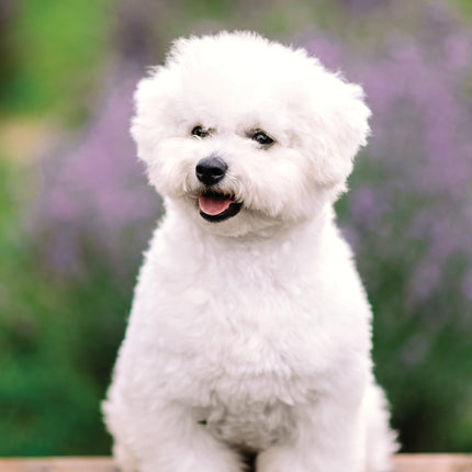 CalendarsRUs Bichon Frise A3 Kalender 2026