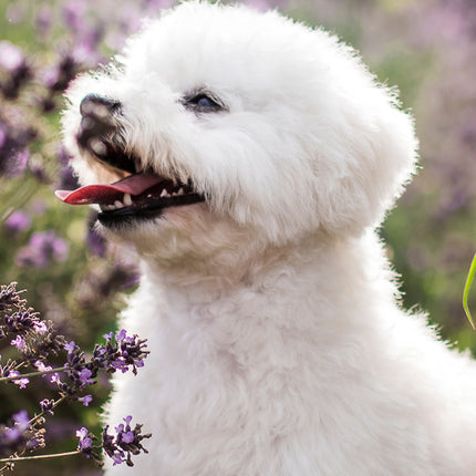 CalendarsRUs Bichon Frise Slimline Kalender 2026