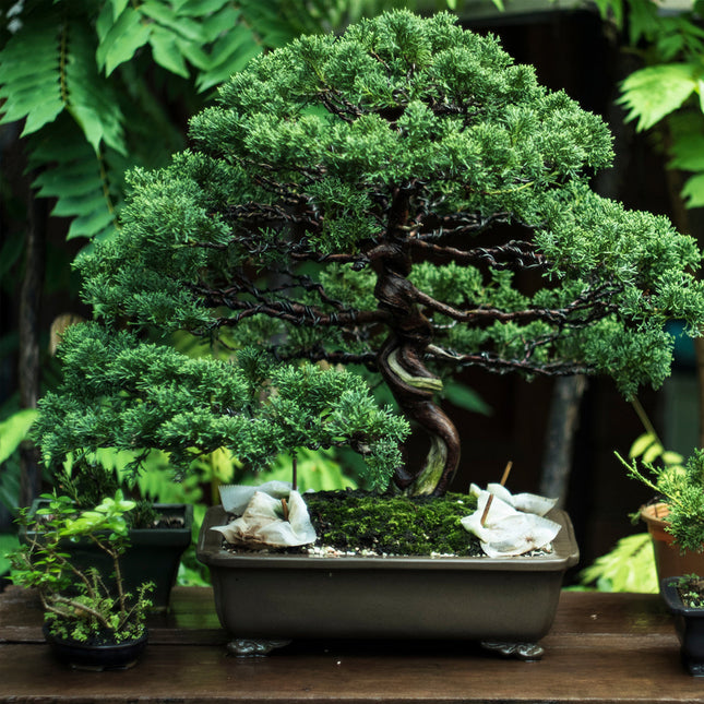 CalendarsRUs Bonsai Kalender 2026