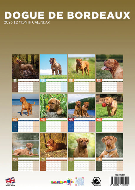 CalendarsRUs Bordeaux Dog A3 Kalender 2025