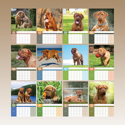 CalendarsRUs Bordeaux Dog A3 Kalender 2026