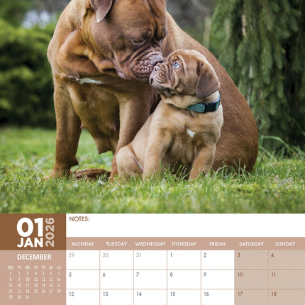 CalendarsRUs Bordeaux Dog A3 Kalender 2026