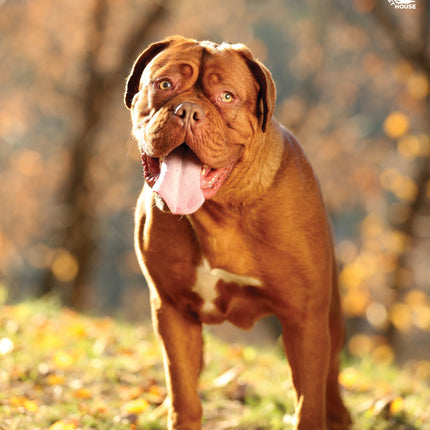 CalendarsRUs Bordeaux Dog A3 Kalender 2026