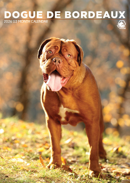 CalendarsRUs Bordeaux Dog A3 Kalender 2026