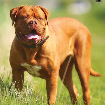 CalendarsRUs Bordeaux Dog A3 Kalender 2027
