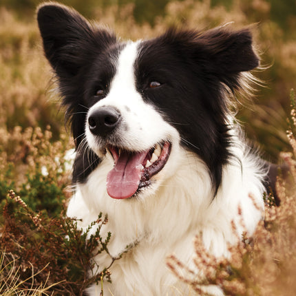 CalendarsRUs Border Collie A3 Kalender 2025