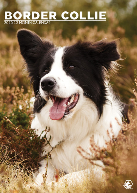 CalendarsRUs Border Collie A3 Kalender 2025