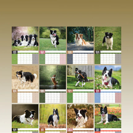 CalendarsRUs Border Collie A3 Kalender 2025