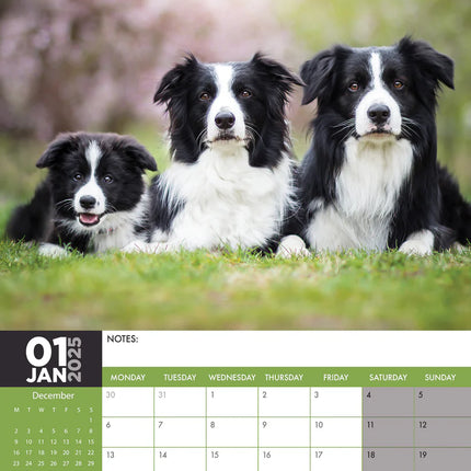 CalendarsRUs Border Collie A3 Kalender 2025