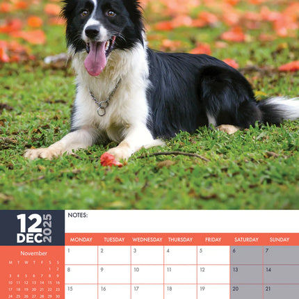 CalendarsRUs Border Collie A3 Kalender 2025