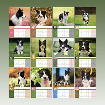 CalendarsRUs Border Collie A3 Kalender 2026
