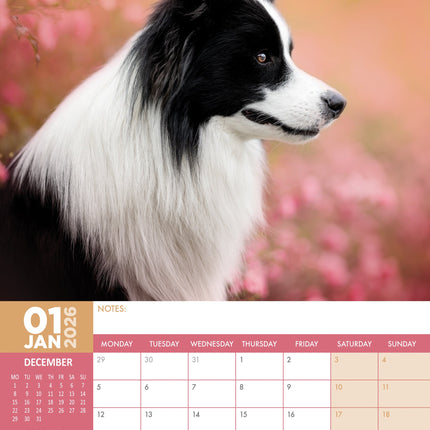 CalendarsRUs Border Collie A3 Kalender 2026