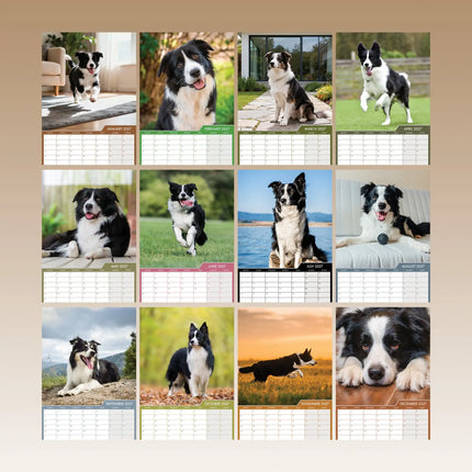 CalendarsRUs Border Collie A3 Kalender 2027