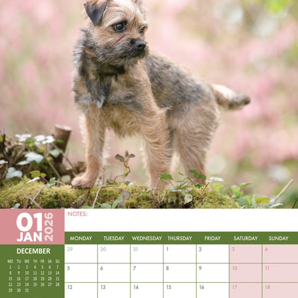 CalendarsRUs Border Terrier A3 Kalender 2026