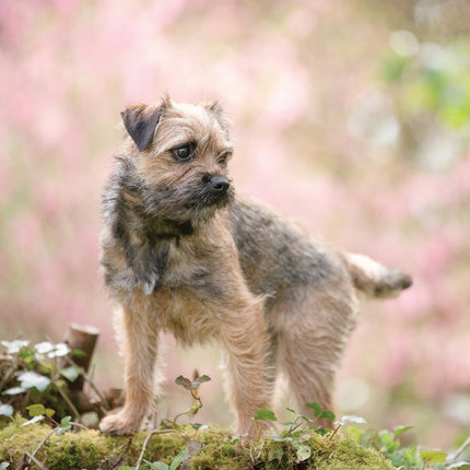 CalendarsRUs Border Terrier Kalender 2026